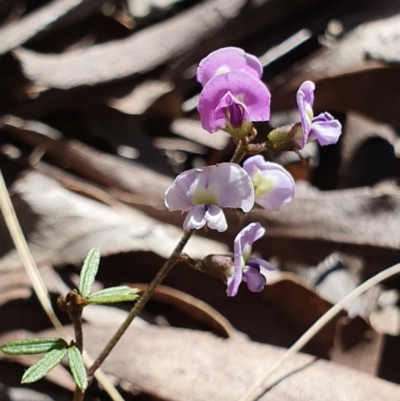 Glycine clandestina (Twining Glycine) at Brindabella, NSW - 20 Oct 2019 by AaronClausen