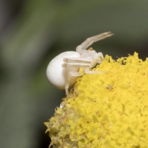 Thomisus spectabilis at Spence, ACT - 20 Oct 2019 04:56 PM