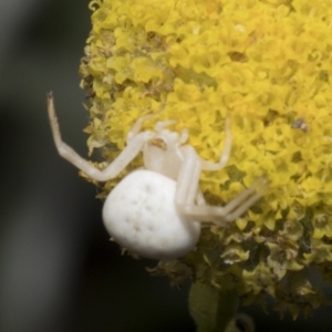 Thomisus spectabilis at Spence, ACT - 20 Oct 2019