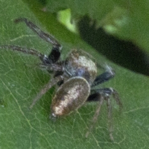 Opisthoncus sp. (genus) at Spence, ACT - 20 Oct 2019