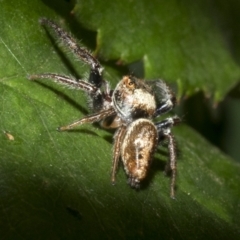 Opisthoncus sp. (genus) at Spence, ACT - 20 Oct 2019 05:00 PM