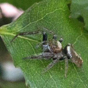 Opisthoncus sp. (genus) at Spence, ACT - 20 Oct 2019