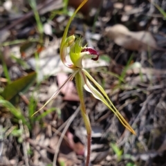Caladenia parva (Brown-clubbed Spider Orchid) at Brindabella, NSW - 20 Oct 2019 by AaronClausen