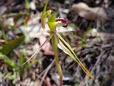 Caladenia parva (Brown-clubbed Spider Orchid) at Brindabella, NSW - 20 Oct 2019 by AaronClausen