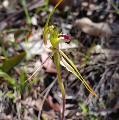 Caladenia parva (Brown-clubbed Spider Orchid) at Brindabella, NSW - 20 Oct 2019 by AaronClausen