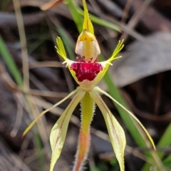 Caladenia parva at Brindabella, NSW - suppressed