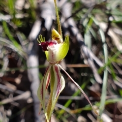 Caladenia parva at Brindabella, NSW - suppressed