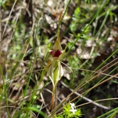 Caladenia parva at Brindabella, NSW - suppressed