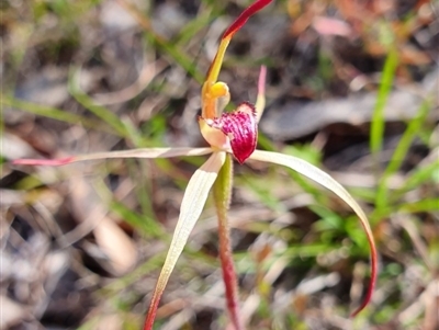 Caladenia orestes (Burrinjuck Spider Orchid) by AaronClausen