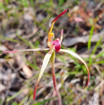 Caladenia orestes (Burrinjuck Spider Orchid) at Brindabella, NSW - 20 Oct 2019 by AaronClausen