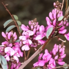 Indigofera australis subsp. australis (Australian Indigo) at Rendezvous Creek, ACT - 20 Oct 2019 by Marthijn
