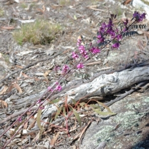 Indigofera australis subsp. australis at Rendezvous Creek, ACT - 20 Oct 2019