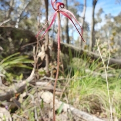 Caladenia orestes (Burrinjuck Spider Orchid) at Brindabella, NSW - 20 Oct 2019 by AaronClausen