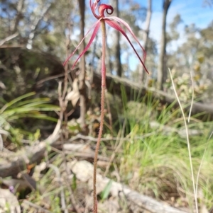 Caladenia orestes at suppressed - suppressed