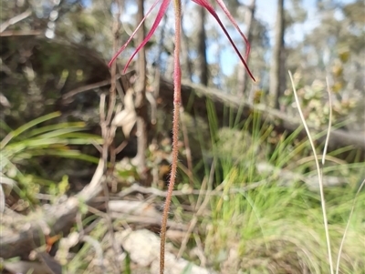 Caladenia orestes (Burrinjuck Spider Orchid) by AaronClausen