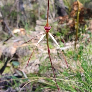 Caladenia orestes at suppressed - suppressed