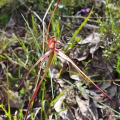 Caladenia orestes at suppressed - suppressed