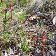 Caladenia orestes at suppressed - suppressed