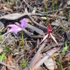 Caladenia orestes at suppressed - suppressed