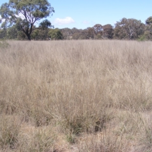 Eragrostis curvula at Pialligo, ACT - 9 Oct 2019 11:57 AM