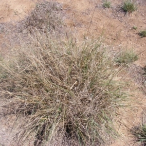 Eragrostis curvula at Pialligo, ACT - 9 Oct 2019