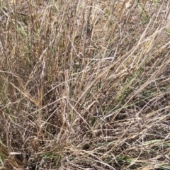 Eragrostis curvula at Pialligo, ACT - 9 Oct 2019 11:57 AM