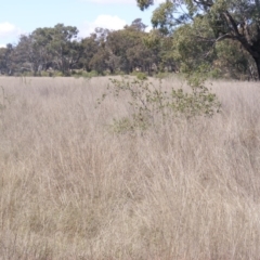 Eragrostis curvula at Pialligo, ACT - 9 Oct 2019 11:57 AM