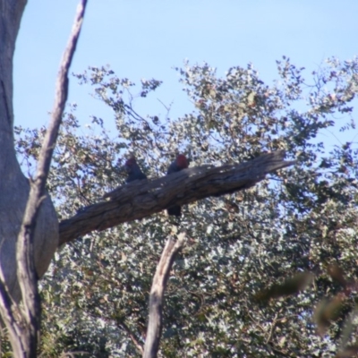 Callocephalon fimbriatum (Gang-gang Cockatoo) at Federal Golf Course - 20 Oct 2019 by MichaelMulvaney