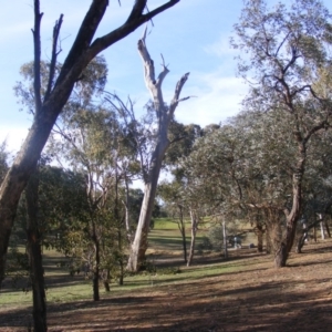 Callocephalon fimbriatum at Garran, ACT - 20 Oct 2019