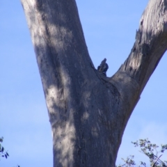 Callocephalon fimbriatum at Garran, ACT - 20 Oct 2019