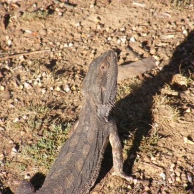 Pogona barbata (Eastern Bearded Dragon) at Garran, ACT - 20 Oct 2019 by MichaelMulvaney