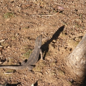 Pogona barbata at Garran, ACT - suppressed