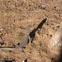 Pogona barbata at Garran, ACT - 20 Oct 2019