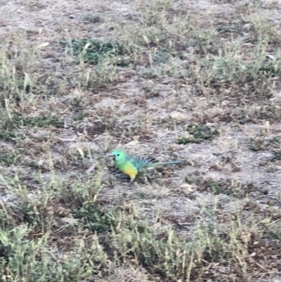 Psephotus haematonotus (Red-rumped Parrot) at Forde, ACT - 20 Oct 2019 by Nando