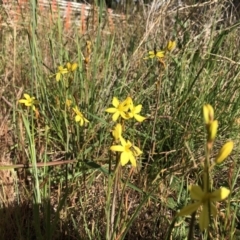 Bulbine bulbosa (Golden Lily) at Reid, ACT - 18 Oct 2019 by JasonC