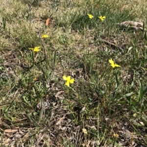 Goodenia pinnatifida at Reid, ACT - 19 Oct 2019