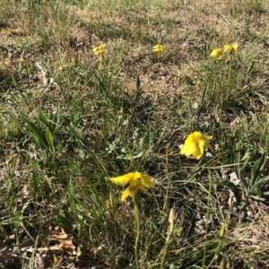 Goodenia pinnatifida at Reid, ACT - 19 Oct 2019