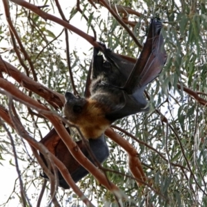 Pteropus poliocephalus at Macarthur, ACT - 20 Oct 2019 04:06 PM