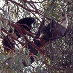 Pteropus poliocephalus at Macarthur, ACT - 20 Oct 2019 04:06 PM