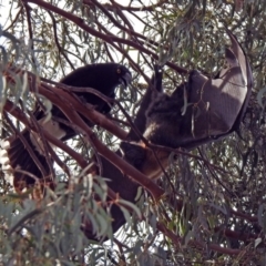 Pteropus poliocephalus at Macarthur, ACT - 20 Oct 2019