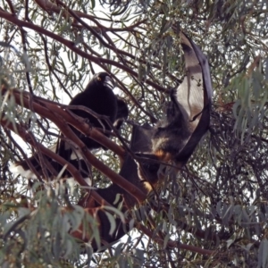 Pteropus poliocephalus at Macarthur, ACT - 20 Oct 2019
