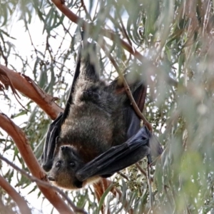 Pteropus poliocephalus at Macarthur, ACT - 20 Oct 2019 04:06 PM