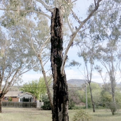 Callocephalon fimbriatum (Gang-gang Cockatoo) at Red Hill to Yarralumla Creek - 20 Oct 2019 by ruthkerruish