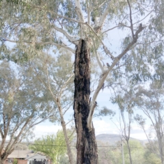 Callocephalon fimbriatum at Garran, ACT - 20 Oct 2019