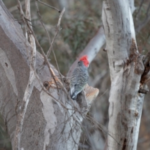 Callocephalon fimbriatum at Acton, ACT - 20 Oct 2019