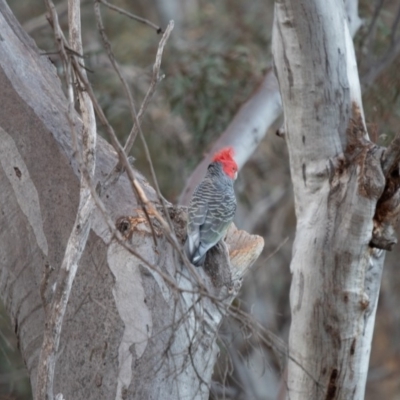 Callocephalon fimbriatum (Gang-gang Cockatoo) at GG10 - 20 Oct 2019 by robynkirrily