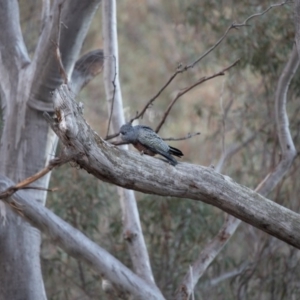 Callocephalon fimbriatum at Acton, ACT - 20 Oct 2019