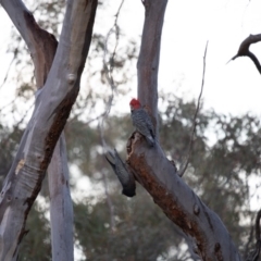 Callocephalon fimbriatum at Acton, ACT - suppressed