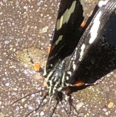 Phalaenoides glycinae (Grapevine Moth) at Monash, ACT - 20 Oct 2019 by jackQ