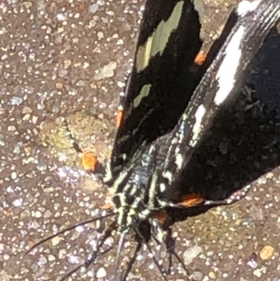 Phalaenoides glycinae (Grapevine Moth) at Monash, ACT - 20 Oct 2019 by jackQ